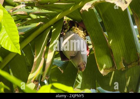 Fiori di banana e banane verdi che sono ancora sull'albero Foto Stock