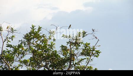 La sagoma di un piccolo uccello appollaiato su un piccolo ramo di un albero che non ha molte foglie Foto Stock