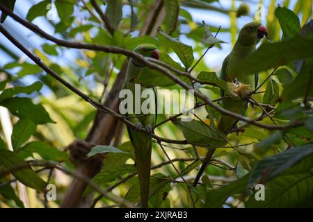 Pappagallo verde in natura verde Foto Stock