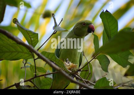 Pappagallo verde in natura verde Foto Stock