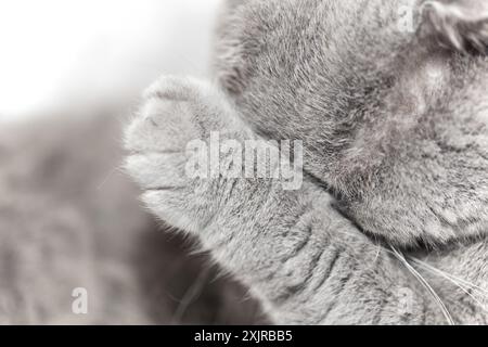 Il gatto scozzese ha coperto la museruola con la zampa. Foto Stock