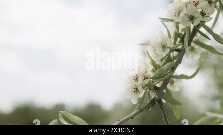 primo piano della fioritura di salice Foto Stock