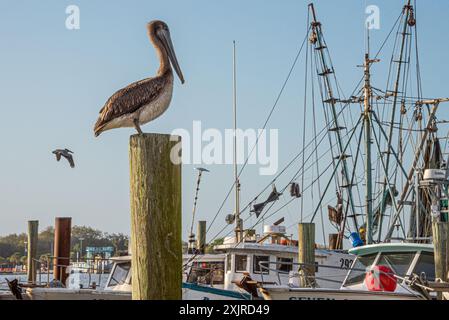 Pellicani bruni (Pelecanus occidentalis) e gamberi lungo il fiume St. Johns a Mayport, Florida. (USA) Foto Stock