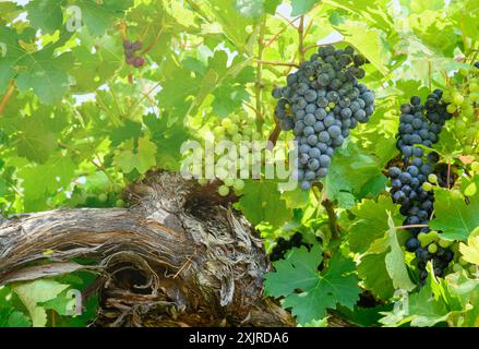 Grande mazzo di uva blu scura con frutti di bosco su un ramo con fogliame Foto Stock
