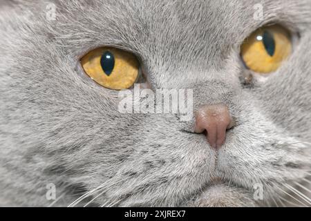 Museruola simpatico gatto grigio primo piano. Scozzese Fold Cat. Ritratto di gatto scozzese grigio Foto Stock