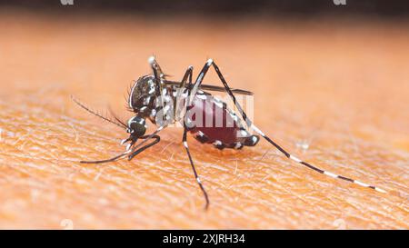 Extreme ha scattato una zanzara tigre asiatica che succhia sangue sulla pelle della persona, foto super macro. Foto Stock