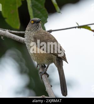 Il Babbler con gli occhi dorati e le frecce è un uccello rumoroso che viaggia in famiglia. Una coppia alfa si riproduce e sono assistiti da giovani Foto Stock