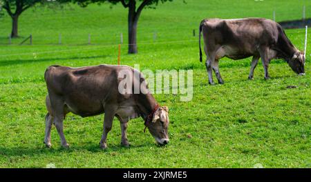 Mucca su un pascolo estivo. Mandria di mucche che pascolano nelle Alpi. Vacche Holstein, Jersey, Angus, Hereford, Charolais, Limousin, Simmental, Guernsey, Ayrshire Foto Stock
