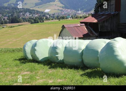 Balle di fieno rivestite in verde impilate ordinatamente in un campo pronto per il trasporto verso un pascolo di montagna Foto Stock