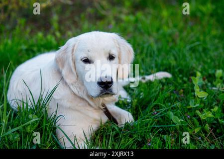 Un Golden Retriever bianco è adagiato sul suo fianco in un campo di lussureggiante erba verde. Il cane guarda direttamente la fotocamera con un'espressione rilassata, ITS Foto Stock