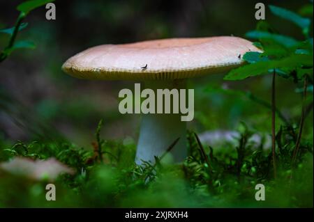 Sanguinoso fungo Brittlegill che cresce in estate. Raccolta, escursionismo, passeggiate, mangiare, cibo, rilassati, natura, foresta Foto Stock