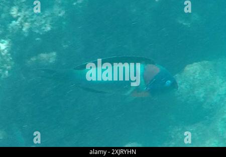 Sella Wrasse (Thalassoma duperrey) Actinopterygii Foto Stock