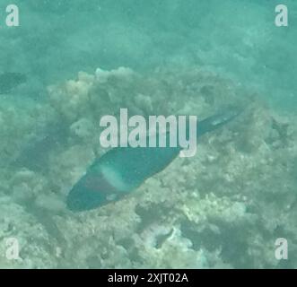 Sella Wrasse (Thalassoma duperrey) Actinopterygii Foto Stock