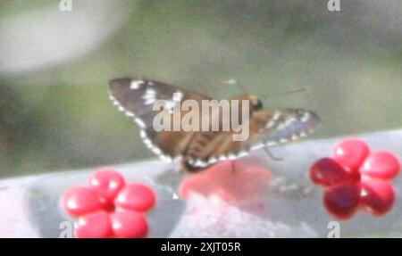 Punta di fuoco opaca (Apyrrothrix araxes) Insecta Foto Stock