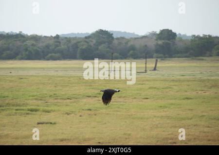 Aves (Icthyophaga ichthyaetus) Foto Stock