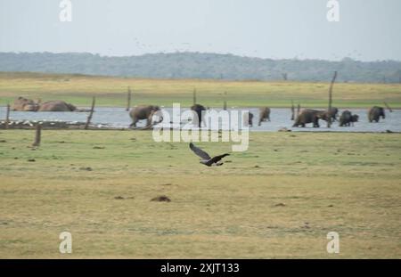 Aves (Icthyophaga ichthyaetus) Foto Stock