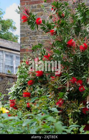 Londra - 06 10 2022: Stabilimento di Melaleuca citrina (comune pennello rosso) in Copperfield St Foto Stock