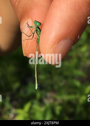 Coda orientale (Ischnura verticalis) Insecta Foto Stock