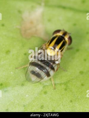 Mosche fritte (Chloropidae) Insecta Foto Stock