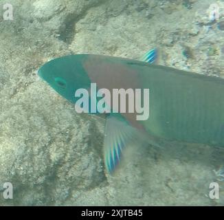 Sella Wrasse (Thalassoma duperrey) Actinopterygii Foto Stock