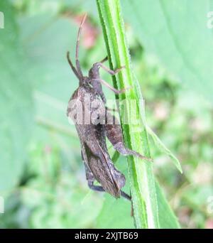 (Calcaratore Piezogaster) Insecta Foto Stock