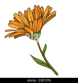 Disegno della linea dei fiori di Calendula. Elementi floreali isolati su sfondo bianco, illustrazione vettoriale. Ingrediente per il tè alle erbe, cosmetico medicinale Illustrazione Vettoriale