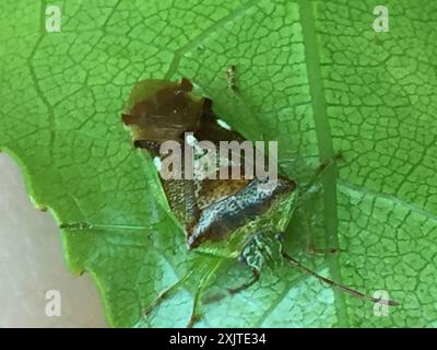 Insetto dello scudo forestale (Oncacontias vittatus) Insecta Foto Stock