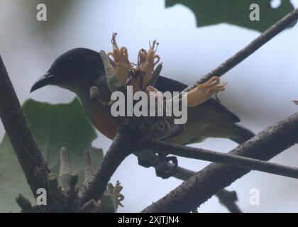 Flowerpecker (Dicaeum trigonostigma) con pancia d'arancia Foto Stock