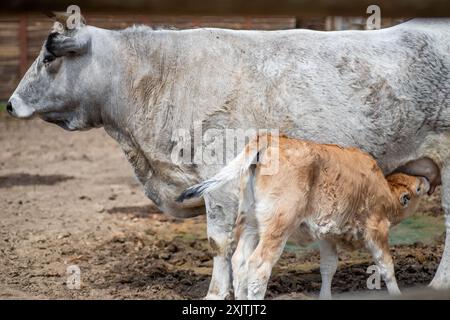 Una mucca grigia allena il suo vitello marrone chiaro in un recinto all'aperto. Il vitello sta succhiando la mammella della mucca, mentre la mucca sta con le gambe che diffondono apa Foto Stock