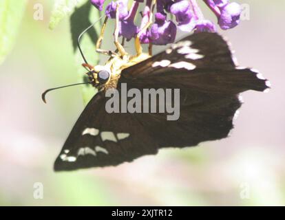 Punta di fuoco opaca (Apyrrothrix araxes) Insecta Foto Stock