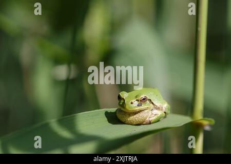 Verde rana giapponese seduta su una foglia di canne Foto Stock