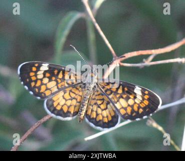 Piccola macchia eckerina (Dymasia dymas) Insecta Foto Stock