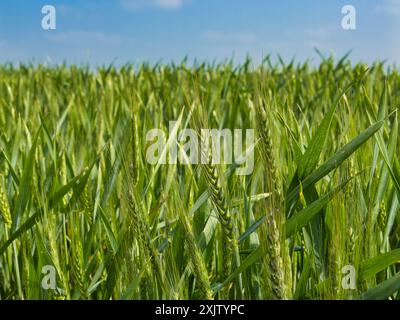 Un primo piano di orecchie di grano che cresce in un campo in una giornata di sole. La messa a fuoco viene impostata in primo piano in modo da produrre un effetto bokeh. Appare un cielo blu Foto Stock