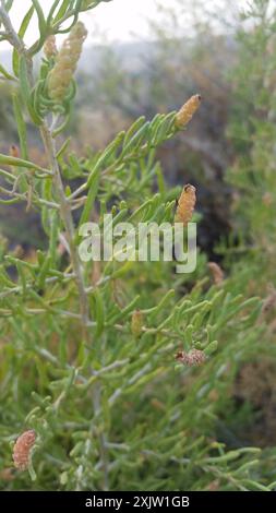 Greasewood (Sarcobatus vermiculatus) Plantae Foto Stock