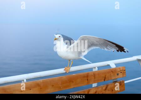 Grande gabbiano sul traghetto, ali spalmate, ritratto ravvicinato Foto Stock
