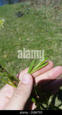 Salice per barra di sabbia interna (Salix interior) Plantae Foto Stock