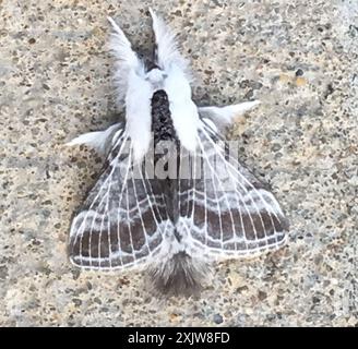 Large Tolype Moth (Tolype velleda) Insecta Foto Stock