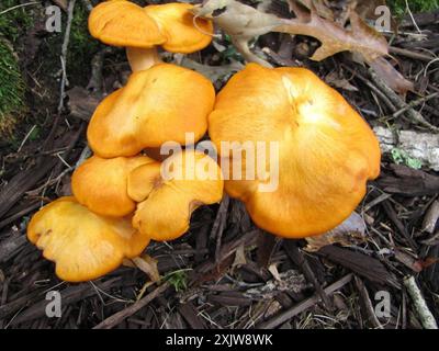 Funghi jack-o'-lantern (Omphalotus illudens) dell'America orientale Foto Stock