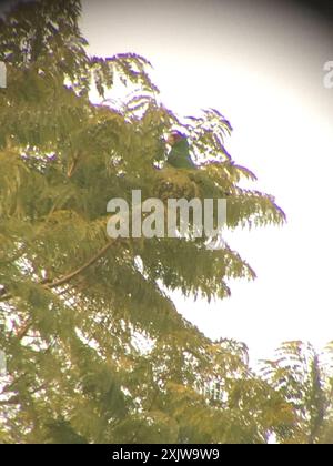 Aves (Amazona albifrons) pappagallo dalla facciata bianca Foto Stock