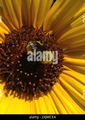 Morrison's Bumble Bee (Bombus morrisoni) Insecta Foto Stock