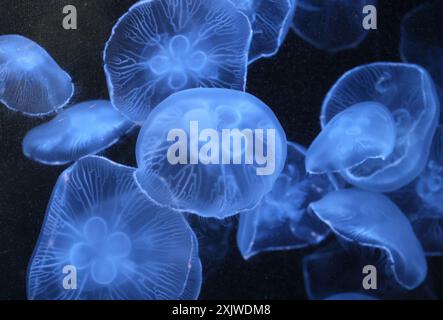 Yokohama, Giappone. 20 luglio 2024. Le meduse lunari sono esposte in un acquario per fornire agli ospiti un'atmosfera rinfrescante presso l'Hakkeijima Sea Paradise Aquarium di Yokohama, periferia sabato 20 luglio 2024. (Foto di Yoshio Tsunoda/AFLO) Foto Stock