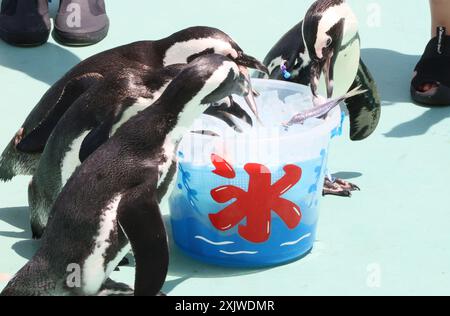 Yokohama, Giappone. 20 luglio 2024. I pinguini raccolgono pesci da un pallido di ghiaccio per un'attrazione estiva presso l'acquario Hakkeijima Sea Paradise di Yokohama, periferia sabato 20 luglio 2024. (Foto di Yoshio Tsunoda/AFLO) Foto Stock