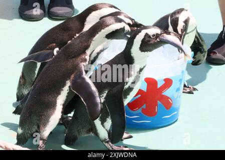 Yokohama, Giappone. 20 luglio 2024. I pinguini raccolgono pesci da un pallido di ghiaccio per un'attrazione estiva presso l'acquario Hakkeijima Sea Paradise di Yokohama, periferia sabato 20 luglio 2024. (Foto di Yoshio Tsunoda/AFLO) Foto Stock