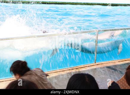 Yokohama, Giappone. 20 luglio 2024. Un delfino spruzza acqua agli ospiti per rinfrescarsi per un'attrazione estiva presso l'acquario Hakkeijima Sea Paradise a Yokohama, periferia sabato 20 luglio 2024. (Foto di Yoshio Tsunoda/AFLO) Foto Stock