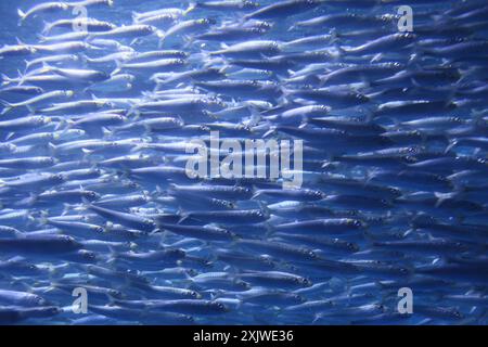 Yokohama, Giappone. 20 luglio 2024. Un achool di sardine viene esposto in una vasca di pesci per fornire agli ospiti un'atmosfera rinfrescante all'acquario Hakkeijima Sea Paradise di Yokohama, periferia sabato 20 luglio 2024. (Foto di Yoshio Tsunoda/AFLO) Foto Stock