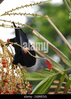 Seychelles Blue-Pigeon (Alectroenas pulcherrimus) Aves Foto Stock