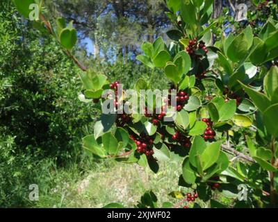 Spina dorsale mediterranea (Rhamnus alaternus) Plantae Foto Stock