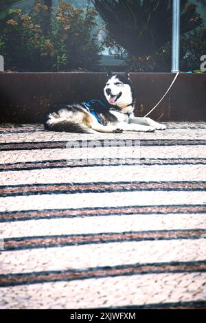 Un cane husky bianco e nero è adagiato su un marciapiede a righe, con un'imbracatura blu. Il cane ha la sua lingua che fuoriesce Foto Stock