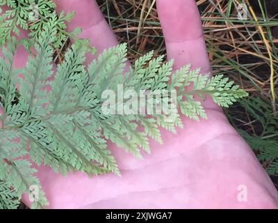 Felce dura (Paesia scaberula) Plantae Foto Stock