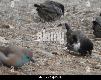 Bronze Mannikin (Spermestes cucucullata) Aves Foto Stock